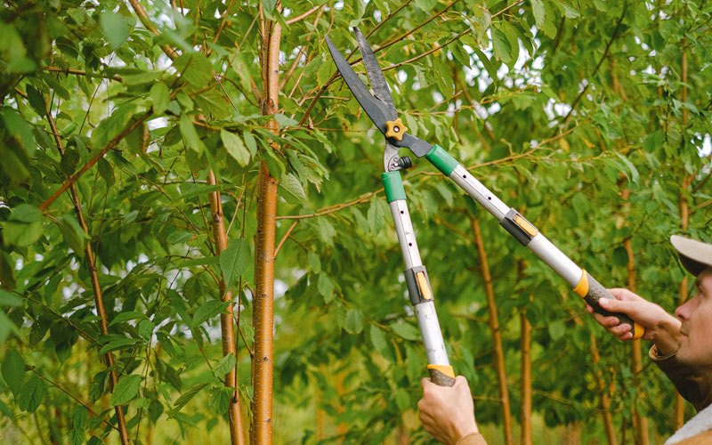 Tree trimming in Larkspur, CA