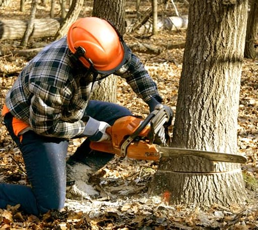 Tree Removal in Larkspur, CA
